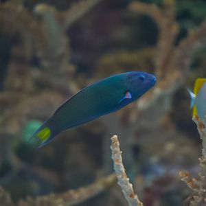 Moon Wrasse