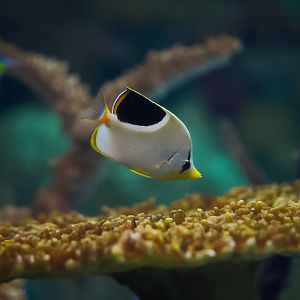 Saddleback Butterflyfish