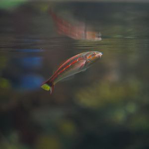Fivestripe Wrasse