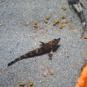 Northern Spearnose Poacher