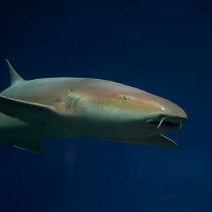 Nurse Shark
