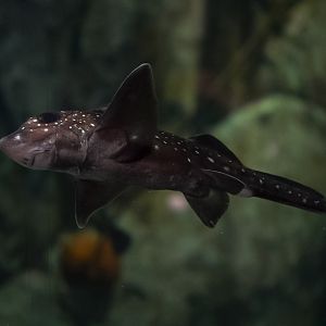 Spotted Ratfish