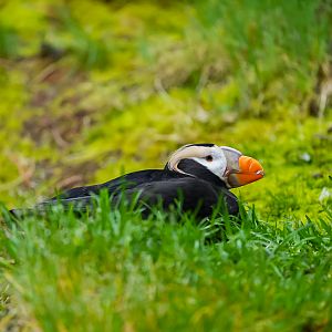 Tufted Puffin (breeding plumage)