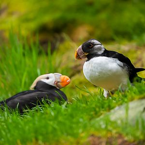 Tufted Puffin & Horned Puffin