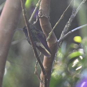 Hummingbird ID, Monteverde, Costa Rica