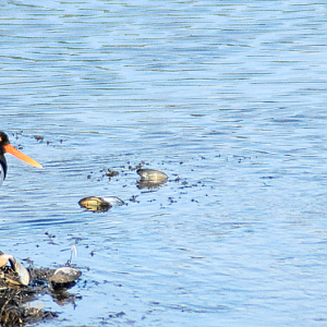 Oystercatchers - RSPB Cors Ddyga 2025