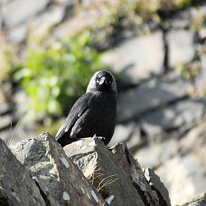 The royal jackdaw - Harlech Castle 2025