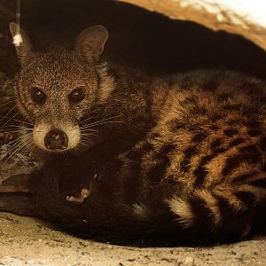 Large-spotted civet (Viverra megaspila)
