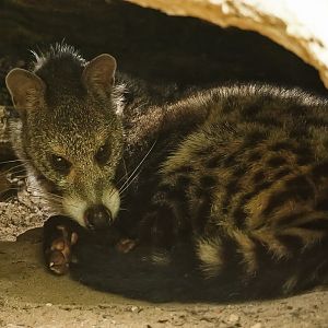 Large-spotted civet (Viverra megaspila)