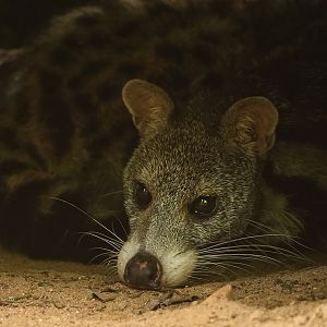 Large-spotted civet (Viverra megaspila)