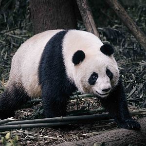 Giant Panda