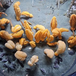 Sandy Bottom / Sea Pen Tank