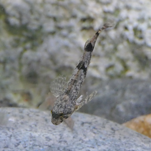 Japanese Amphidromous Sculpin (Cottus sp. medium egg type) - Uozu Aquarium