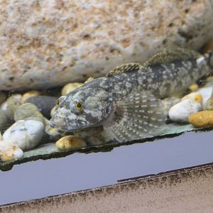 Hangiong Sculpin (Cottus hangiongensis) - Uozu Aquarium