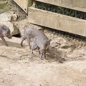 Warthog hoglets- 10/4/2025