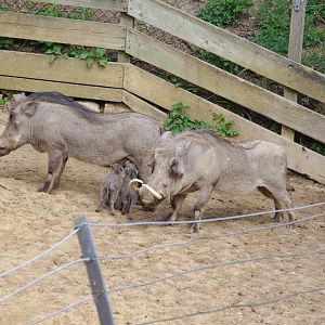 Warthog family- 10/4/2025