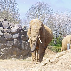 Tanya- African elephant- 10/4/2025