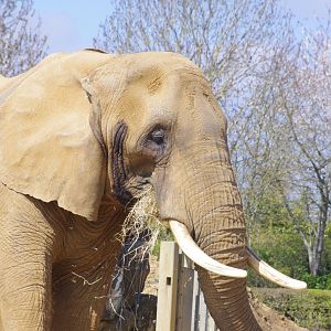 Opal- African elephant- 10/4/2025
