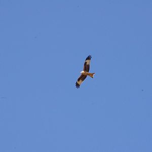Red kite- 10/4/2025