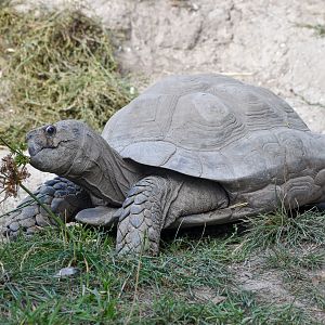 Asian Forest Tortoise