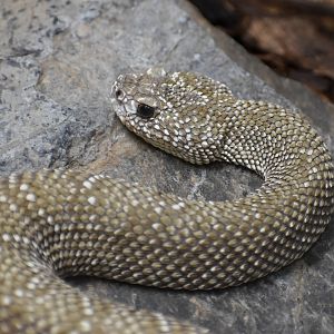 Uracoan Rattlesnake