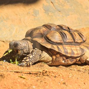 Yellow-footed Tortoise
