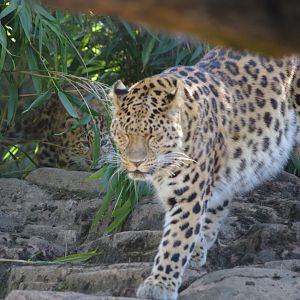 Esra and cub- Amur leopards- 10/4/2025