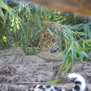 Amur leopard cub- 10/4/2025