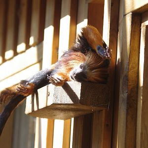 Golden-headed lion tamarin- 10/4/2025