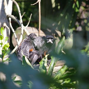White-lipped tamarin and twins- 10/4/2025