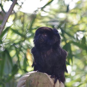 Goeldi's monkey- 10/4/2025