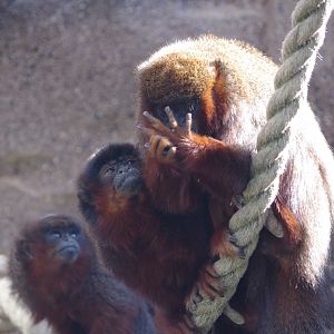 Coppery titi family- 10/4/2025