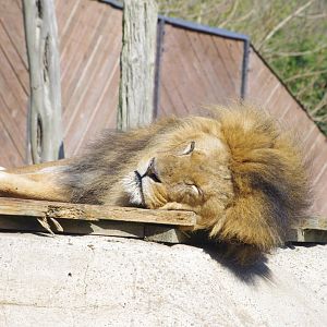 Bailey- African lion- 10/4/2025