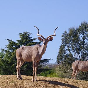 Greater kudu- 10/4/2025