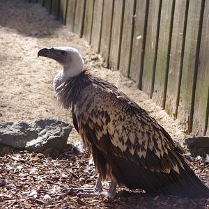 Lenny- Ruppell's griffon vulture- 10/4/2025