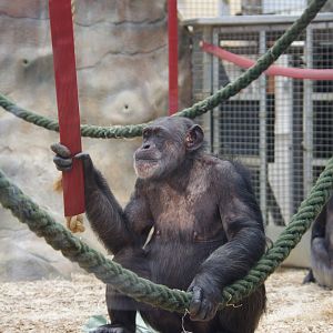 Tara and Kora- Chimpanzees- 10/4/2025