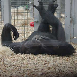 Napoleon- Chimpanzee- 10/4/2025