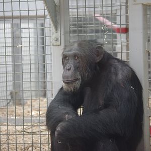 Napoleon- Chimpanzee- 10/4/2025