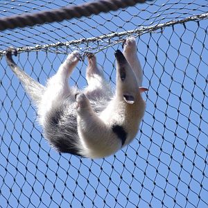 Southern tamandua- 10/4/2025