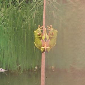 Zhangixalus arboreus or Z. schlegelii? - Uozu Aquarium