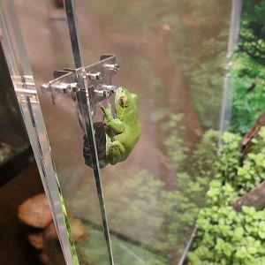 Zhangixalus arboreus or Z. schlegelii? - Uozu Aquarium