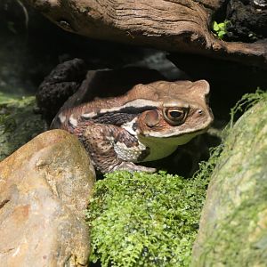 Bufo (japonicus) formosus or B. (j.) formosus X B. torrenticola? - Uozu Aquarium