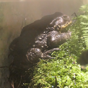 Bufo (japonicus) formosus or B. (j.) formosus X B. torrenticola? - Uozu Aquarium