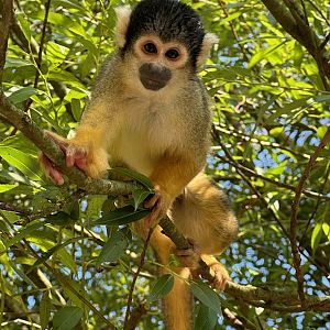 Squirrel Money (Jul. 25 2024)