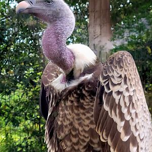 Ruppell's Griffon Vulture - Greenville Zoo - April 2025