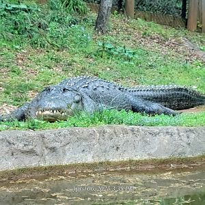 American Alligator-Greenville Zoo-April 2025