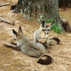 Bat-Eared Fox-Greenville Zoo-April 2025