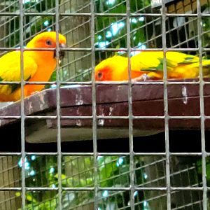 Sun Conure - Greenville Zoo - April 2025