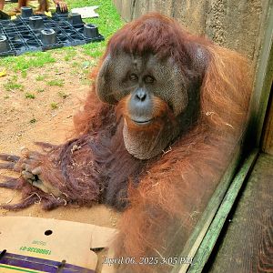 Bornean Orangutan  - Greenville Zoo  - April 2025