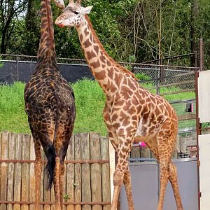 Masai Giraffe Greenville Zoo-April 2025